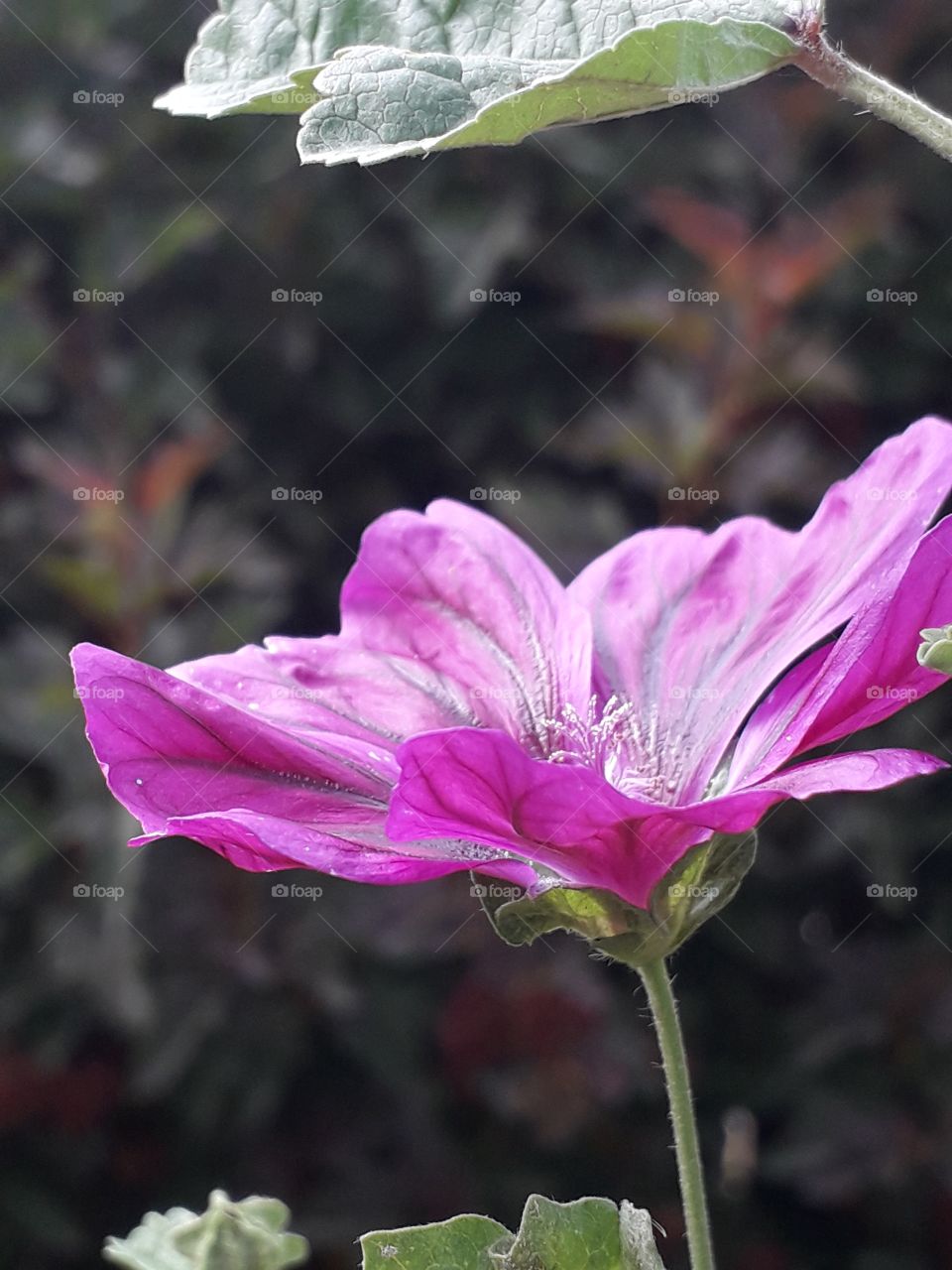 mauve Lavatera in the garden