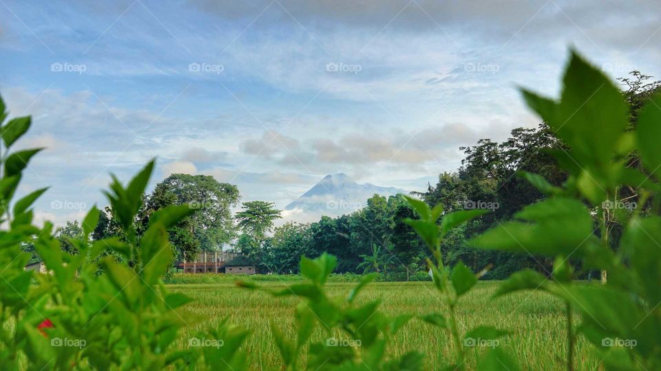 rice field in front of mount merapi yogyakarta