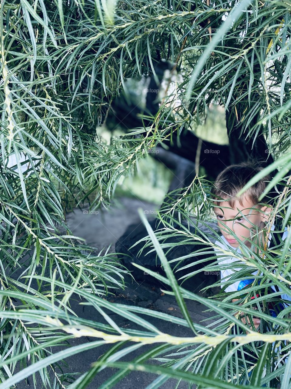 The boy hid in the foliage