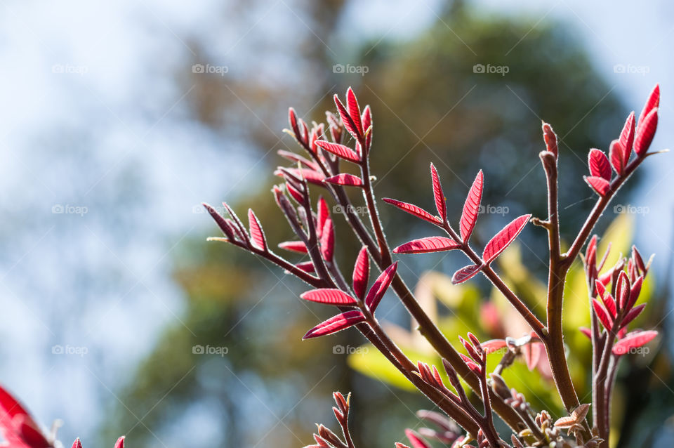 Spring shoots are definitely signs of spring.