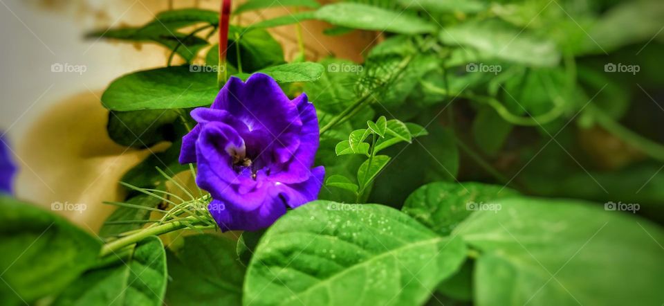 A close view of double petal asian pigeonwings flower sorrounded by beautiful green leaves