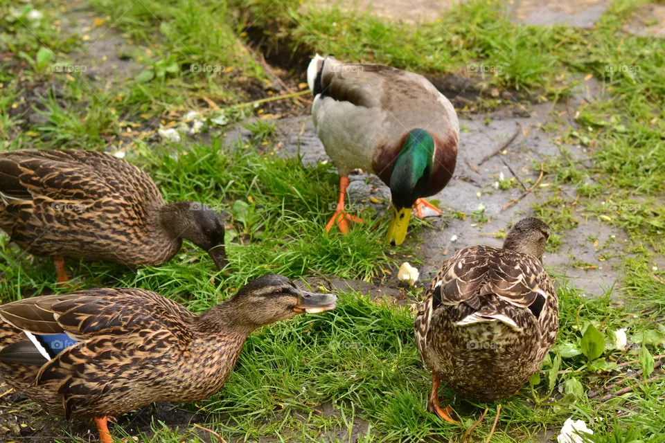 duck