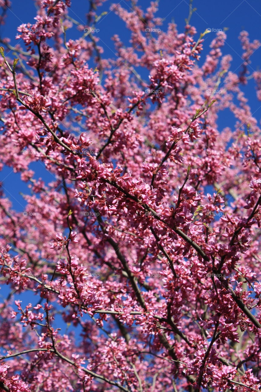 Pink Blossoms 