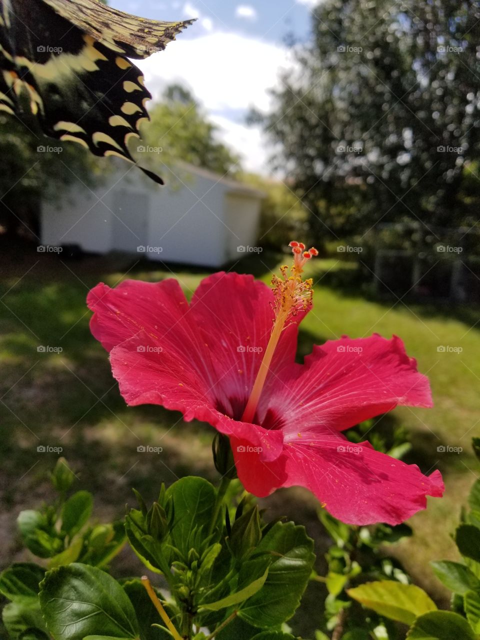 hibiscus  with butterfly flying away