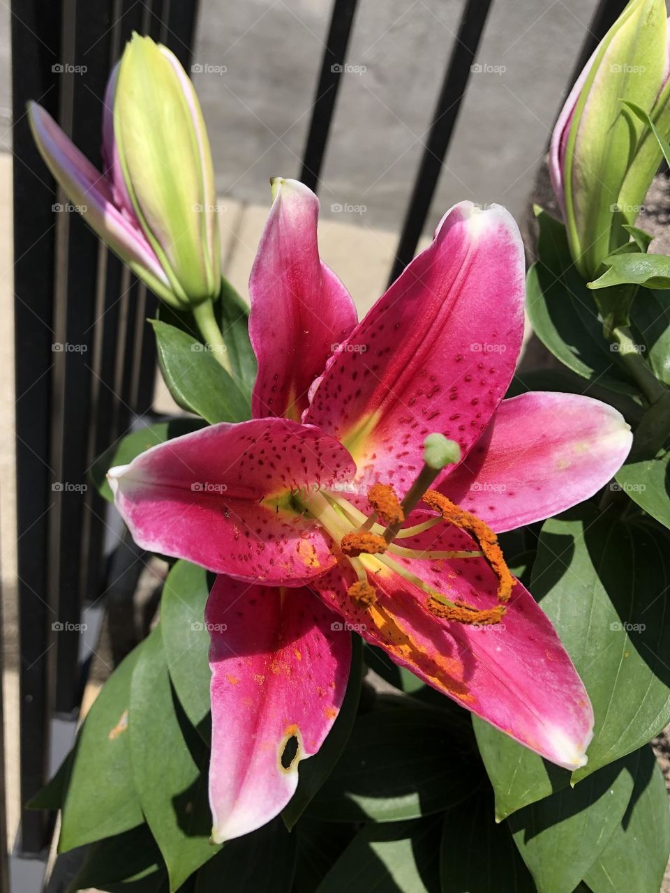 Pretty pink purple summer flowers showy lily green leaves foliage flower blooming petals stamen bud blossom backyard gardening neighborhood landscaping container patio plants