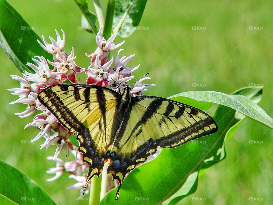Yellow tiger swallowtail on milkweed