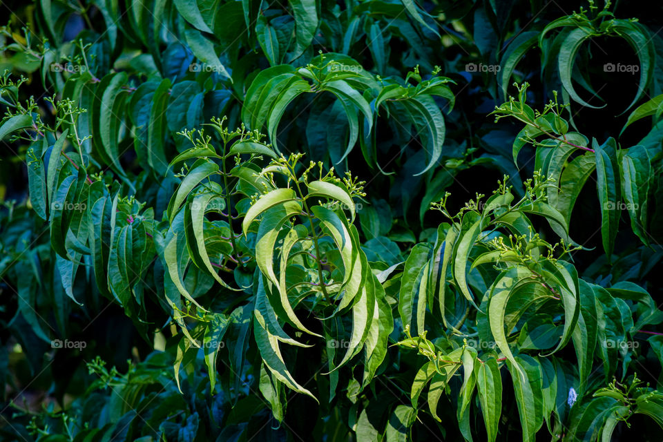 Semi-circle shaped leaves 