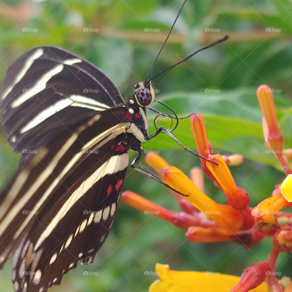 Black and white butterfly with red spots resting on an orange and red flower bud with greenery in the background.