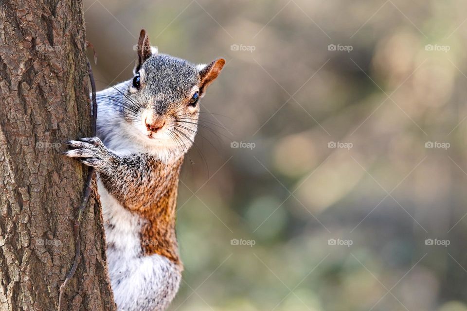 squirrel on the tree