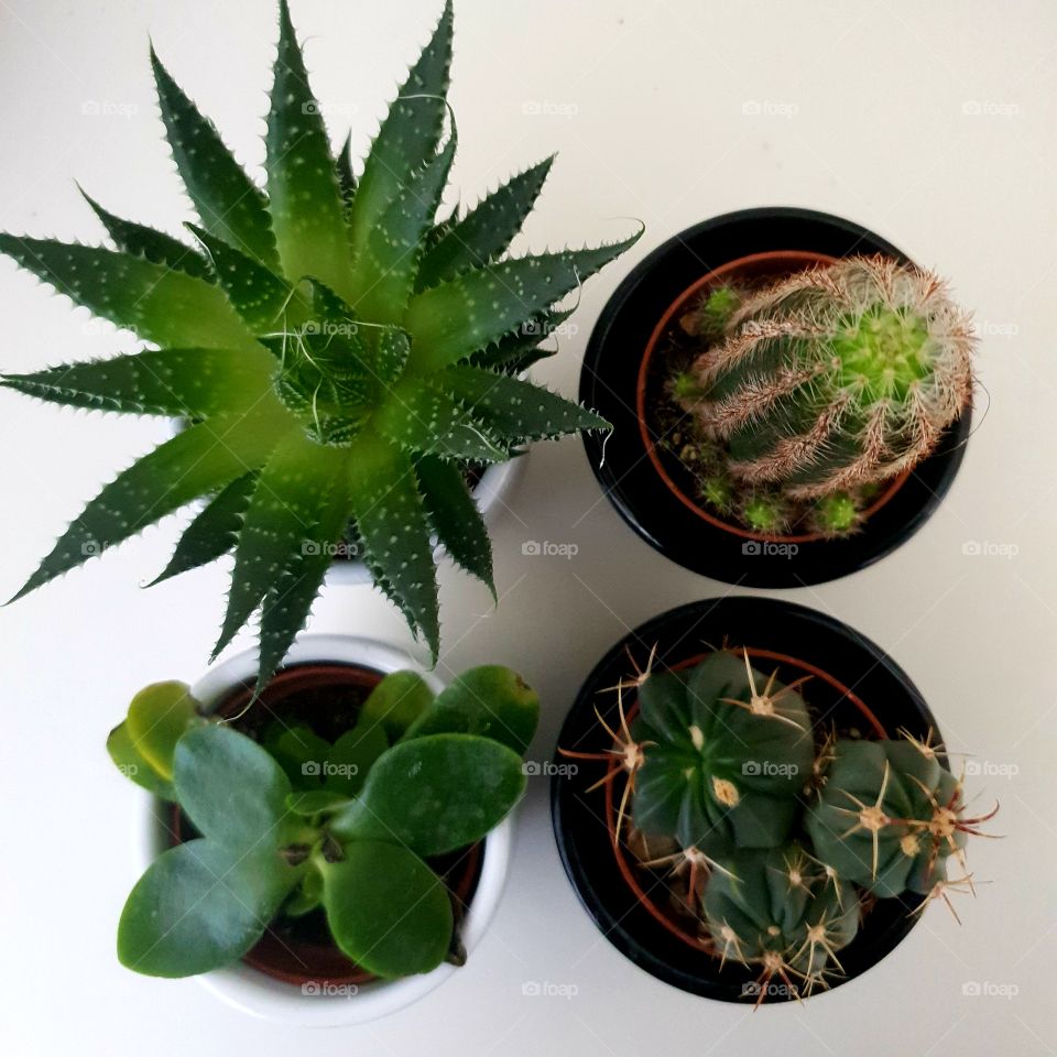 Small random plants.