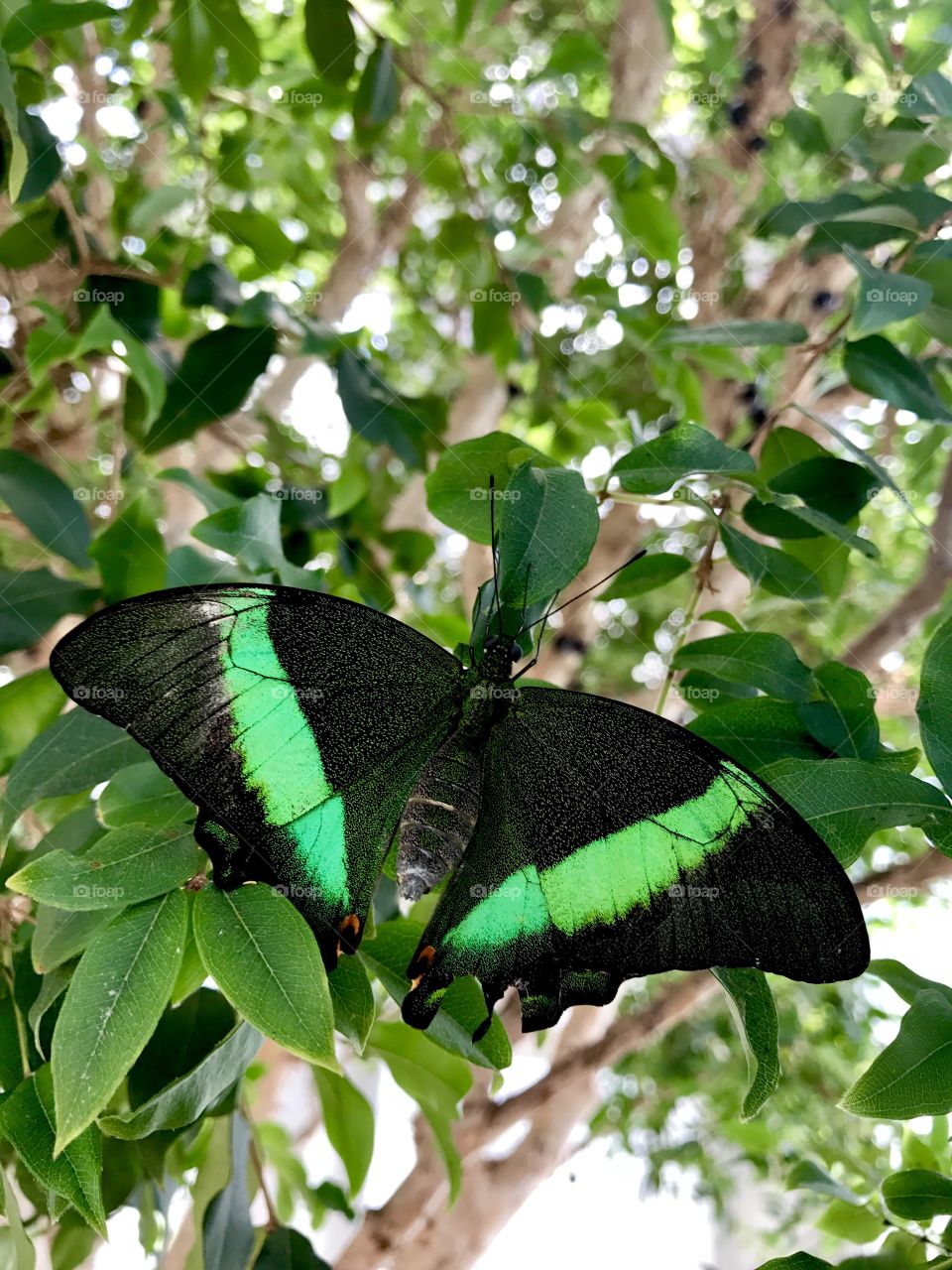 Green Striped Butterfly