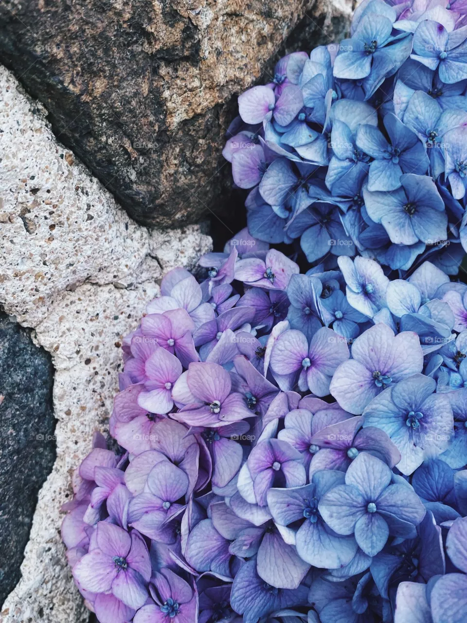 Pretty flowers
