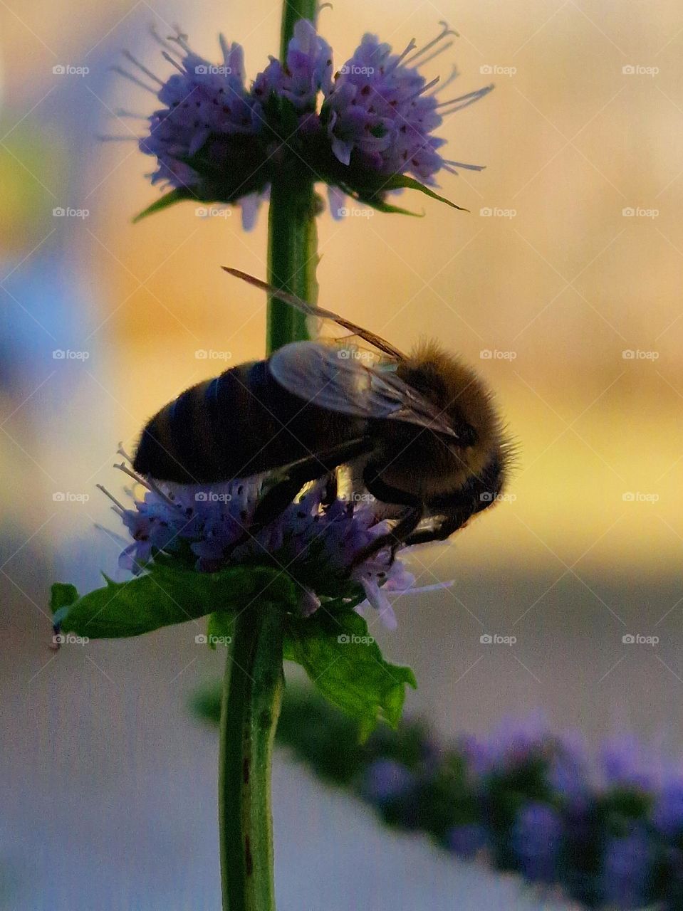 bee collecting pollen