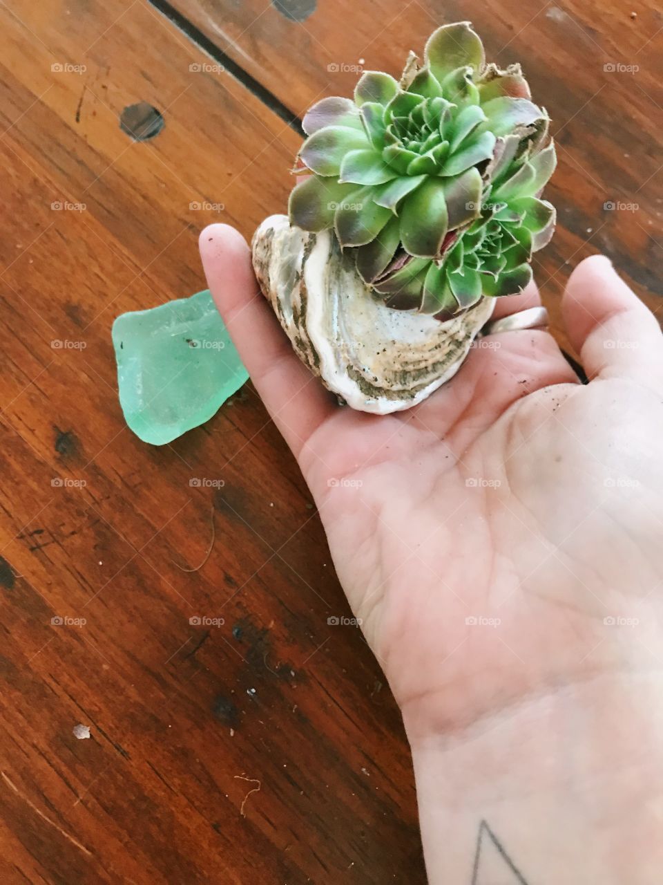 Succulent