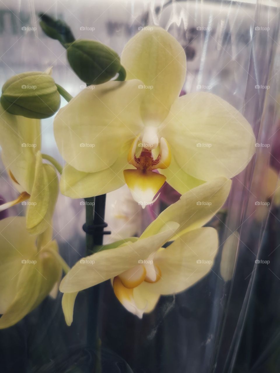 Plant green house Park colors greens