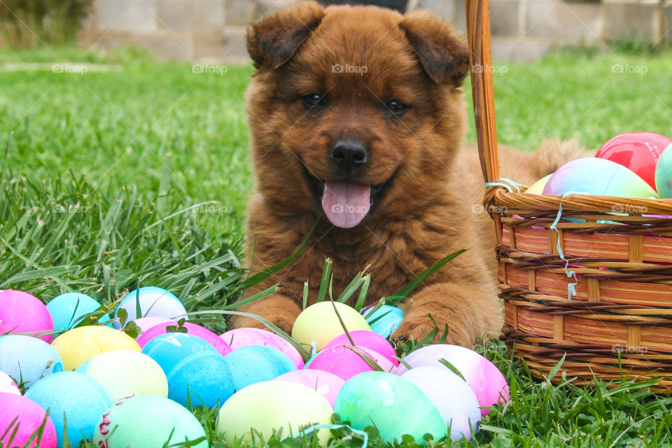 Easter Egg Hunter
