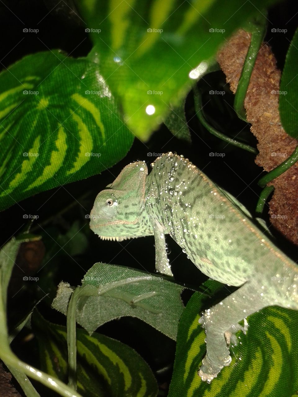 Juvenile Veiled chameleon. these guys are stunning. this one is one of a few we had for sale