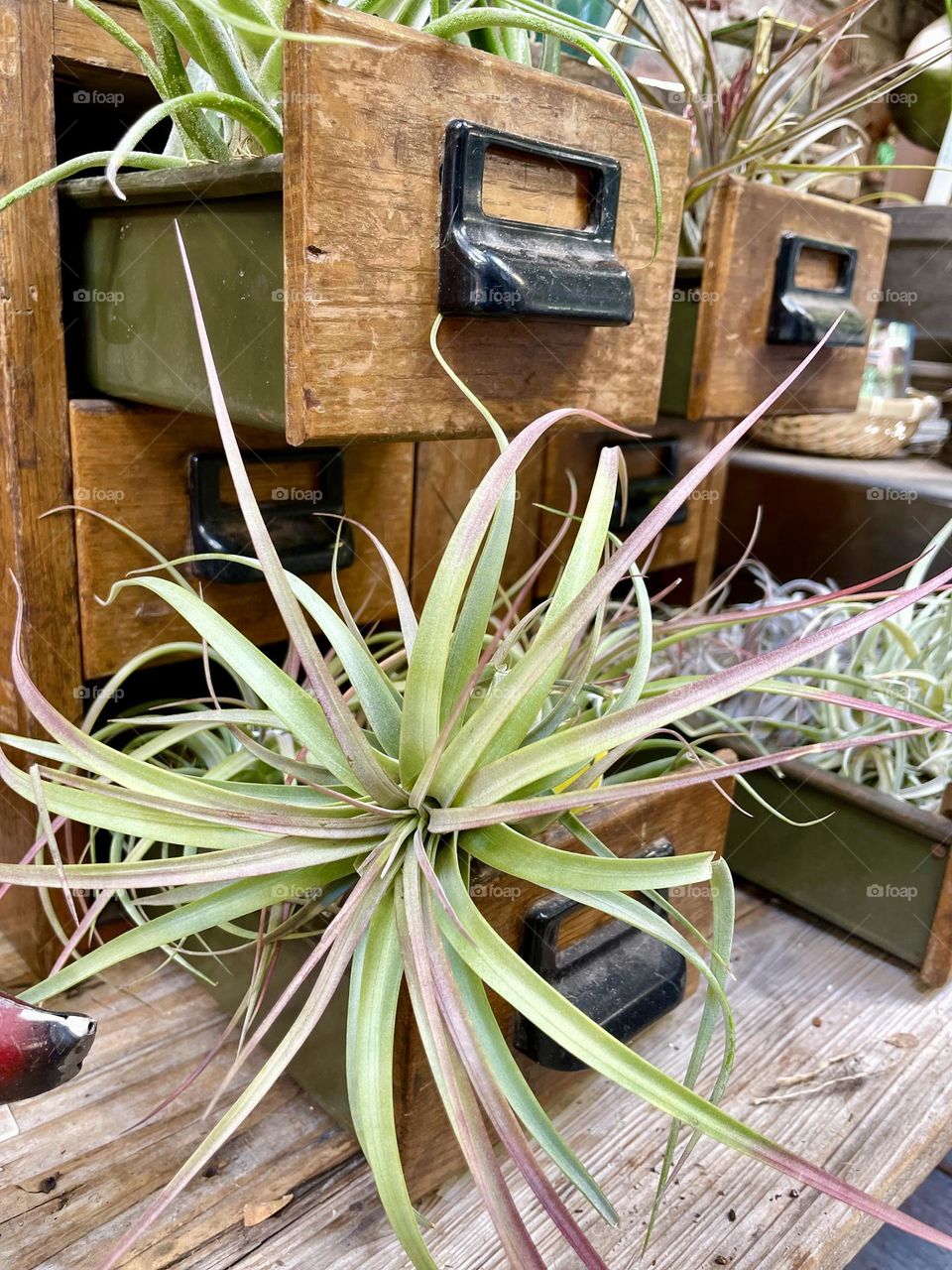 House plants displayed in old wood cabinet