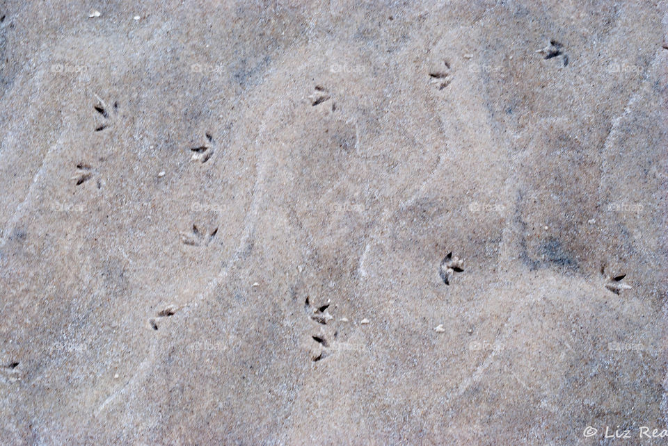 Bird prints 