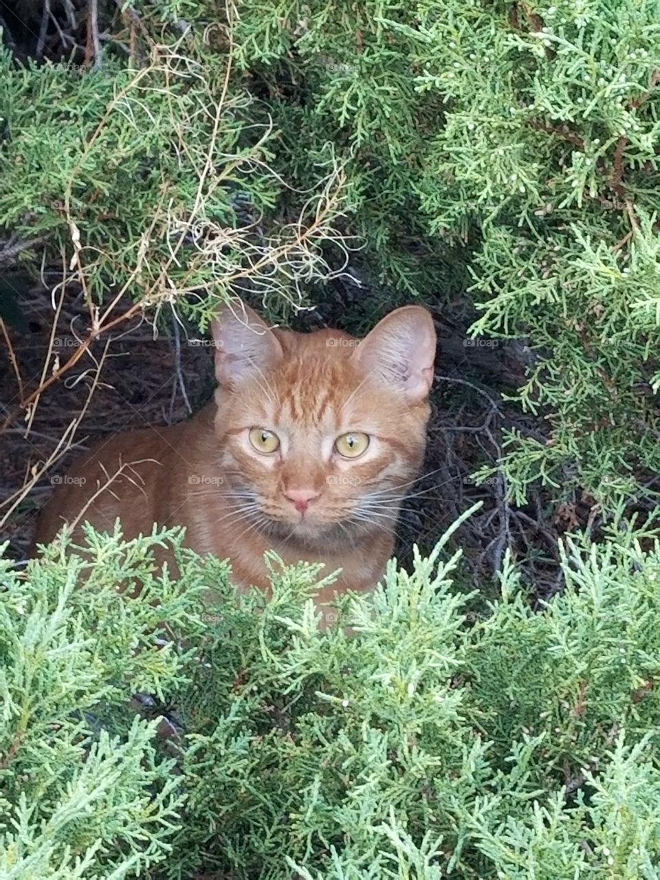 cat in juniper bush
