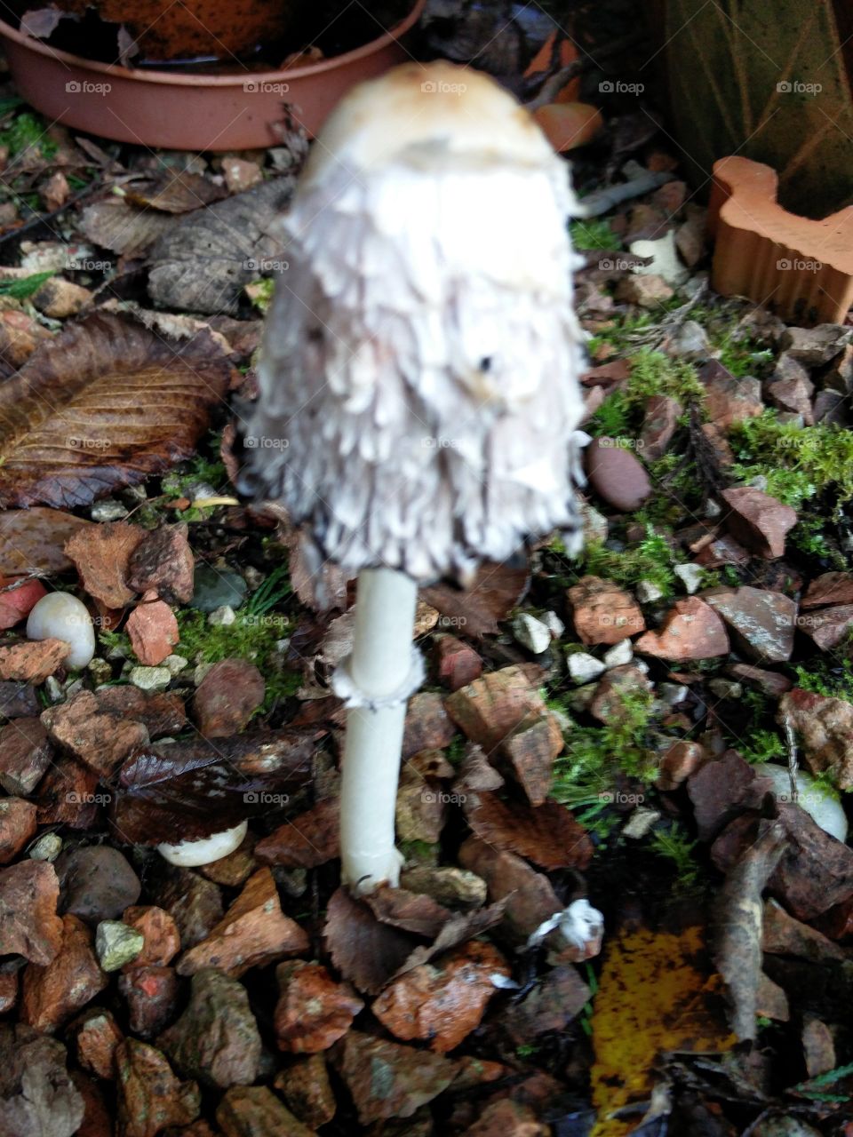 Fungus, Nature, Mushroom, Fall, Wood