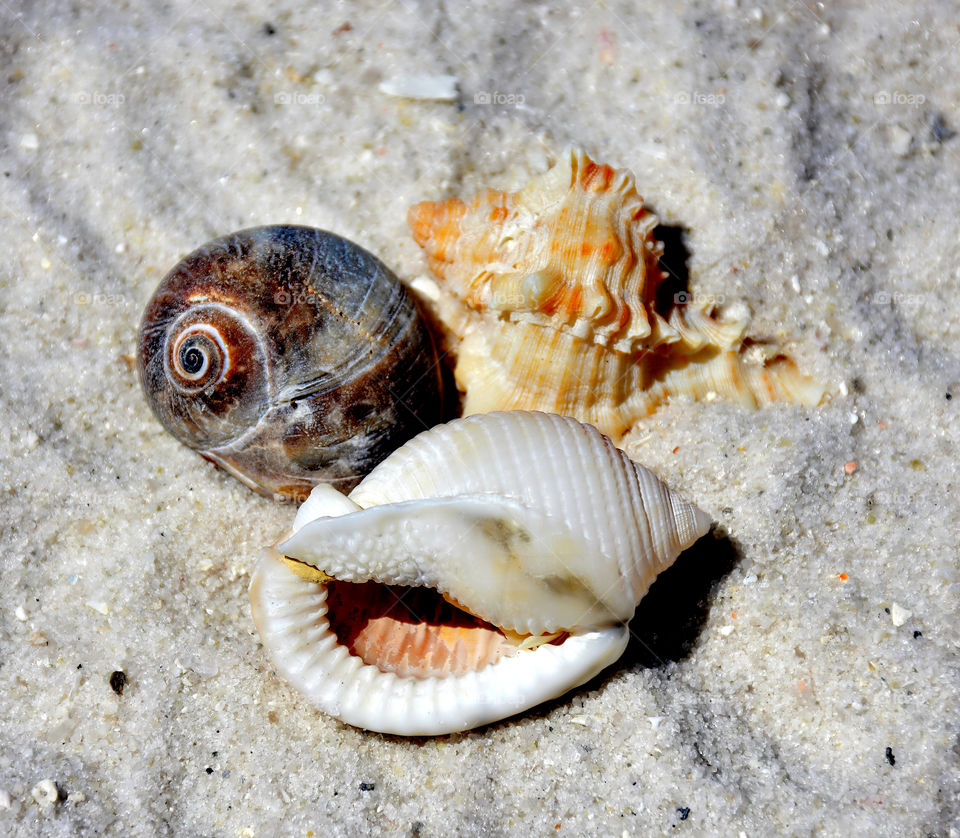 Close-up of conch shell on beach