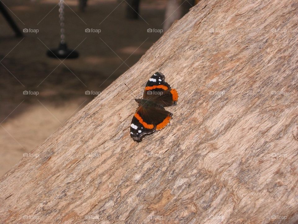 Red admiral on bark