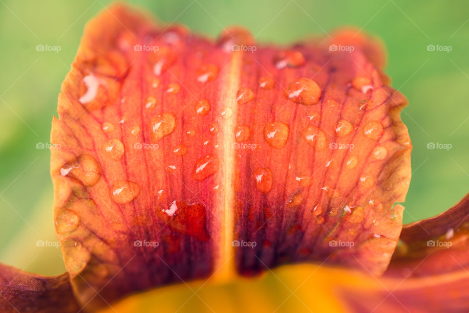 Orange Lily with Water Droplets 