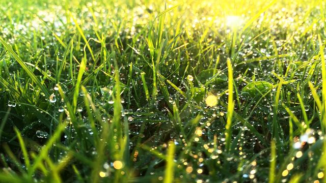 golden grass