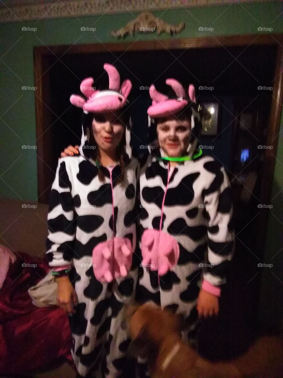 moo-moo cows