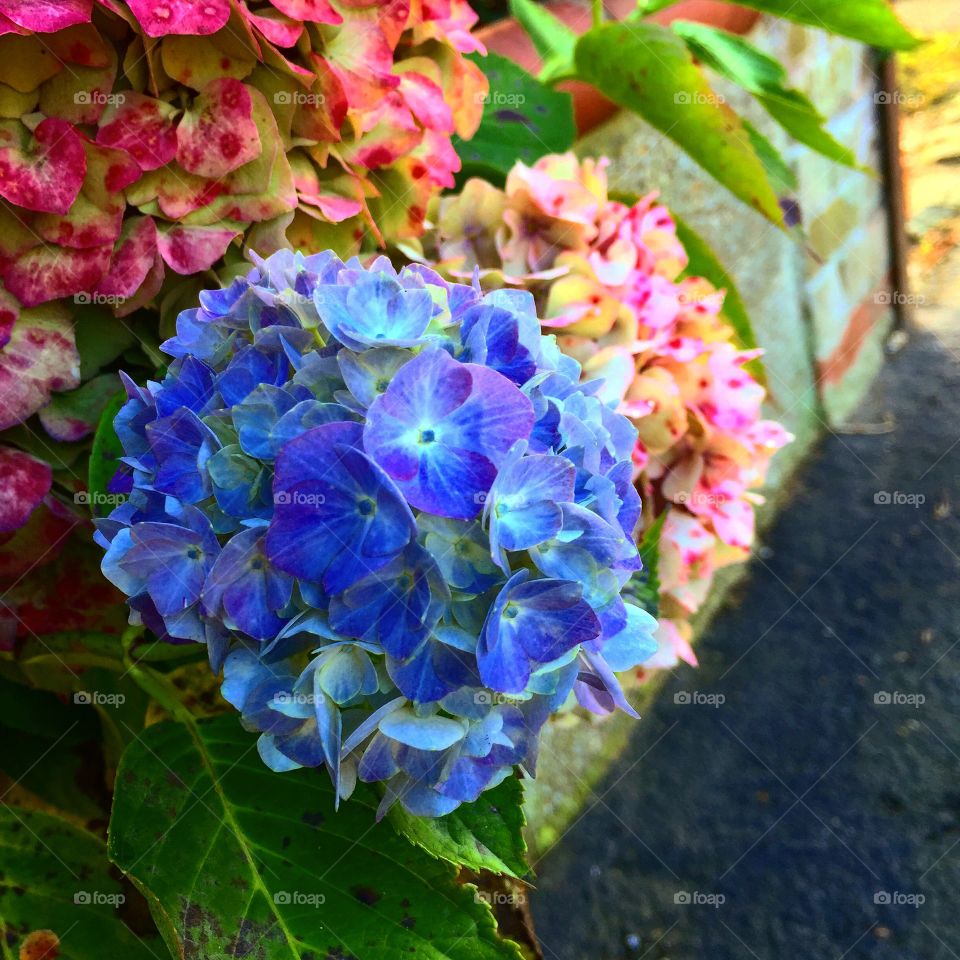 Hydrangeas 