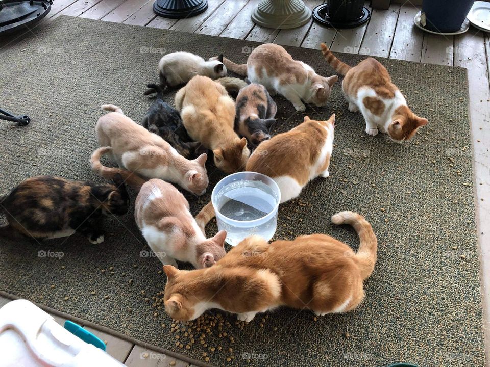 Every kitty out there —-Time to eat