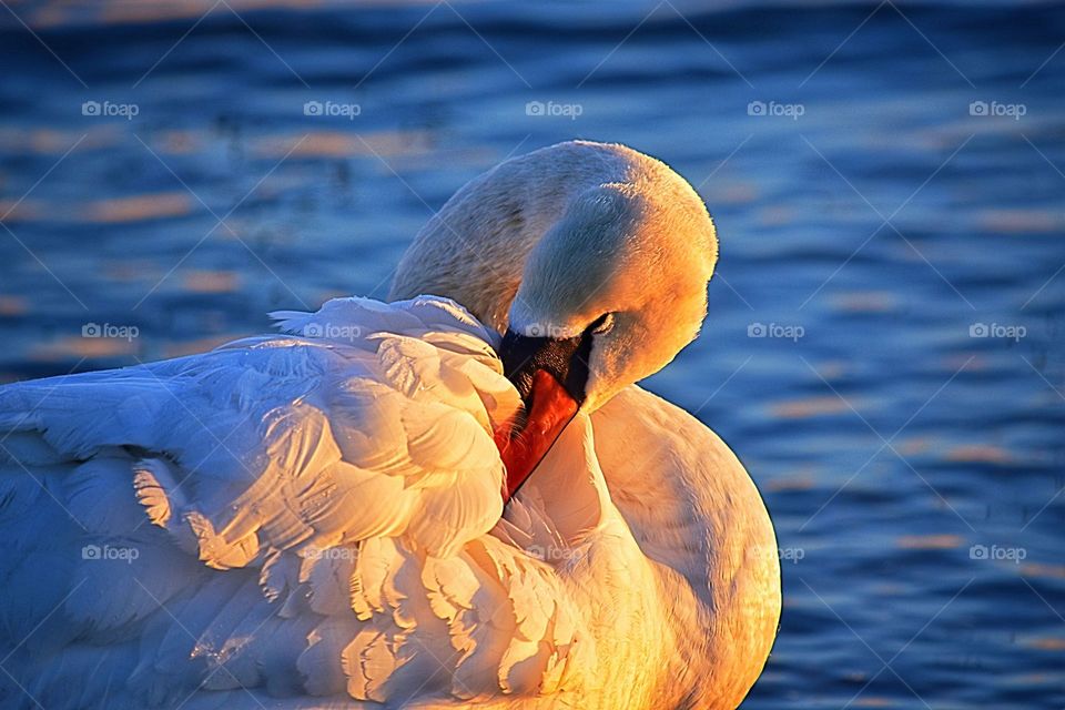 Water, Bird, Lake, No Person, Nature