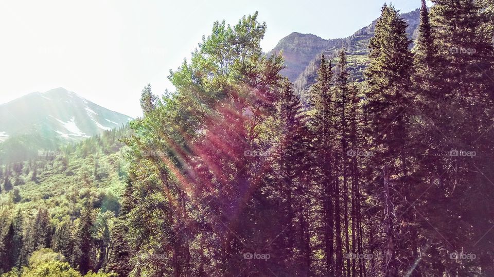 Angels' Light in the Mountain Trees