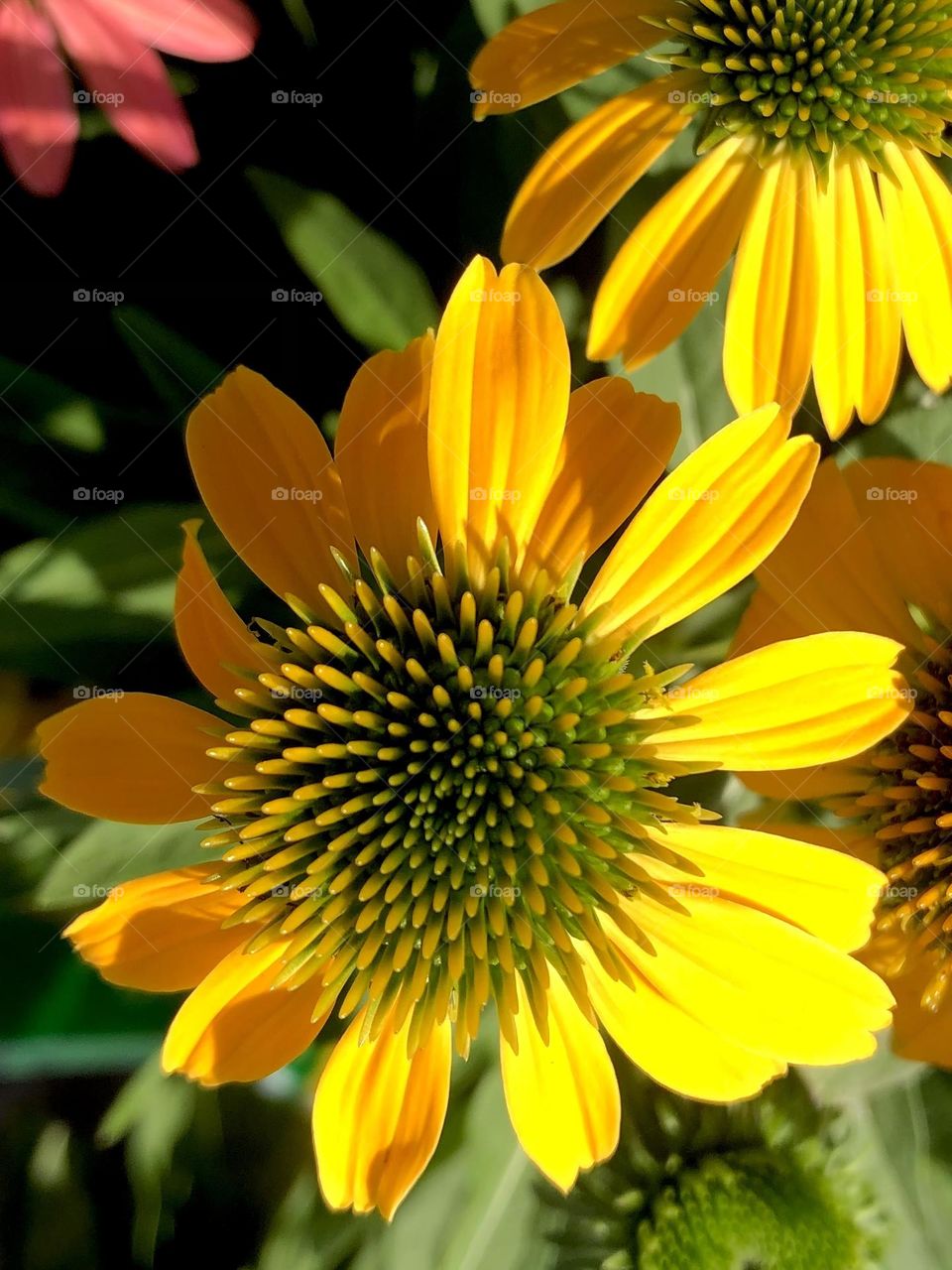 Closeup of beautiful yellow flowers in the bright morning sun down at the bay house 🌼