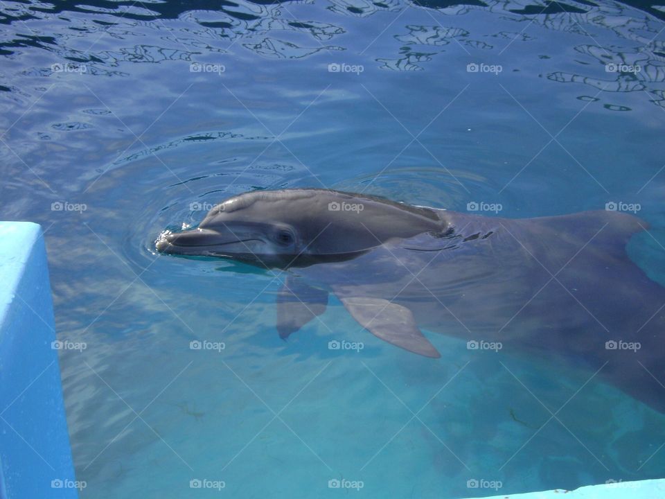 Nicholas the Dolphin swimming around 