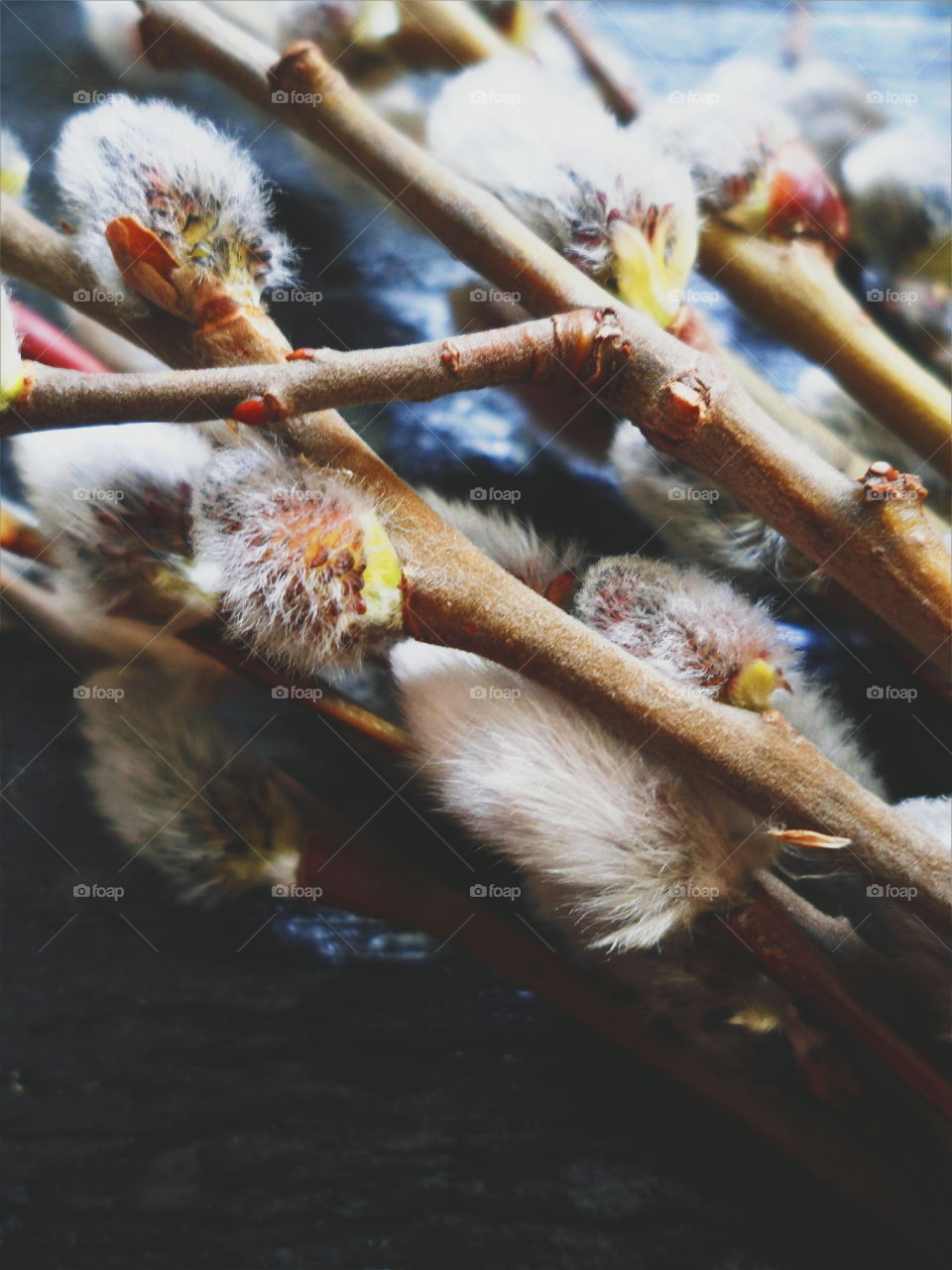 Willow branches, macro