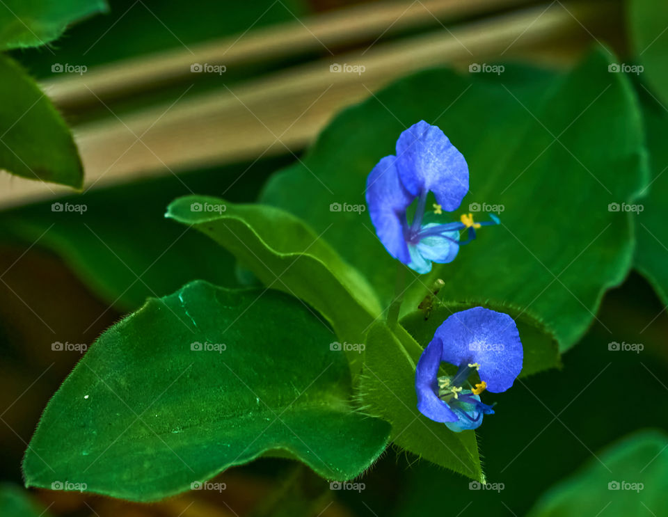 Floral photography - Asiatic day flower