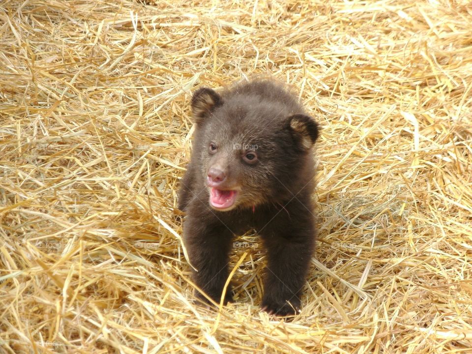 Bear country . Baby bears