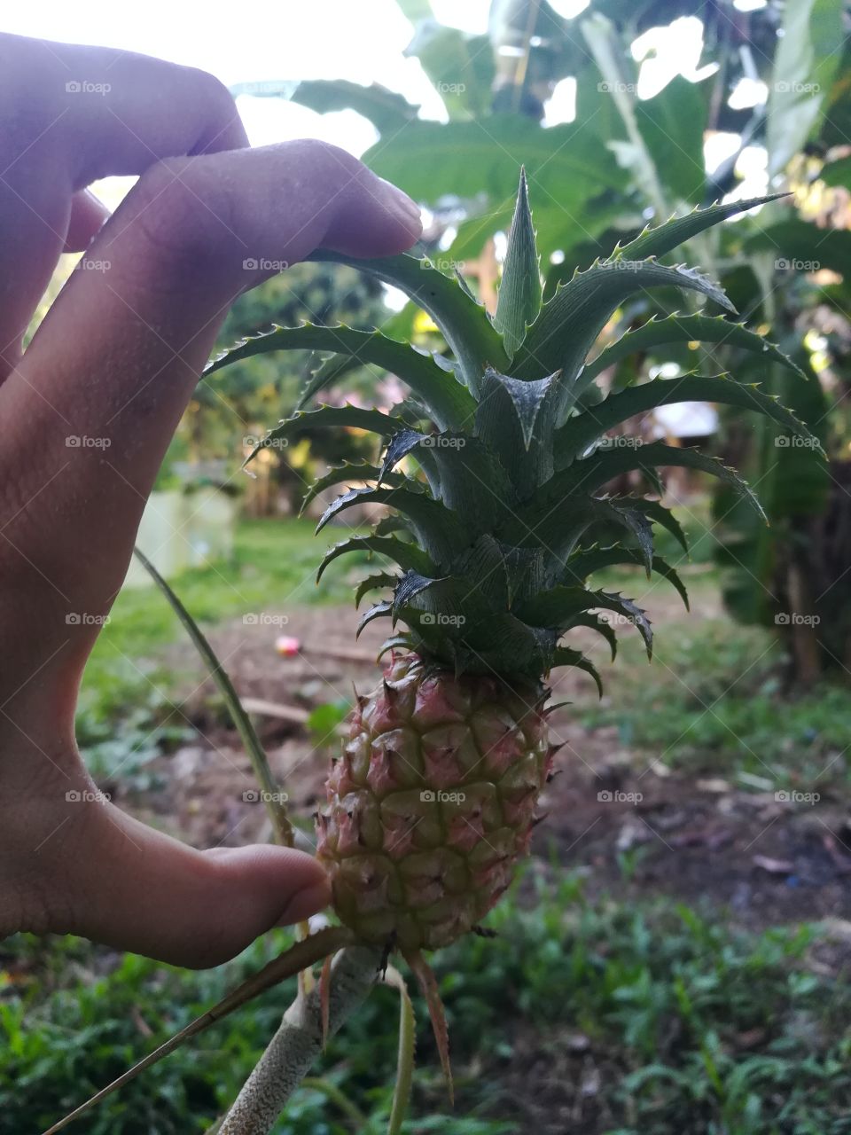 INFRAME: Dwarf Pineapple 🍍