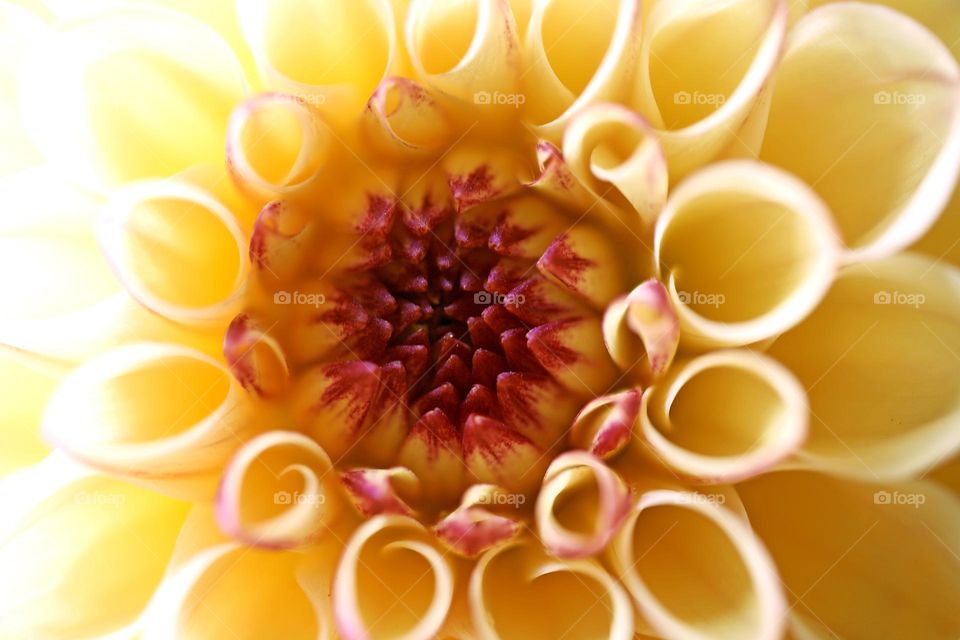 Flower blossoming close up background nature therapy summer mood positive vibes yellow chrysanthemum