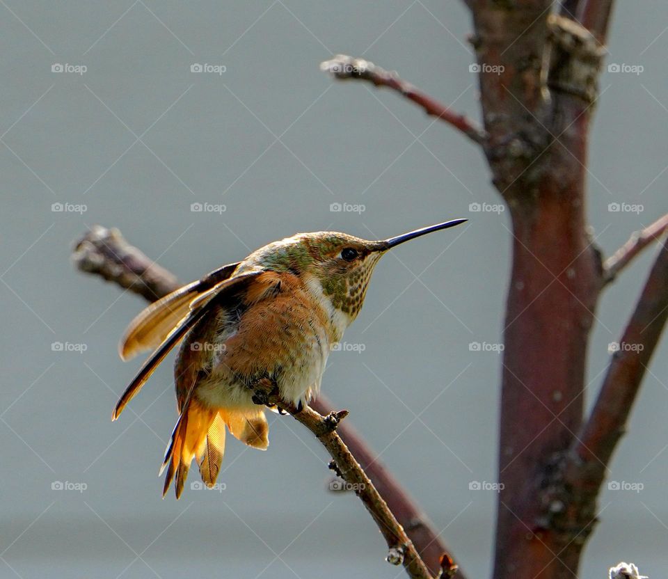 Hummingbird Series - Tough - My little friend was either cold or trying to show how tough she was., preparing for the darting and fencing in my back yard,  with the usual whirring as they fly right past my ear.
