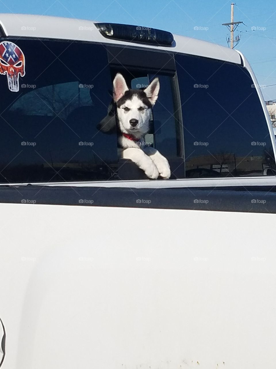 Cute husky getting some breeze