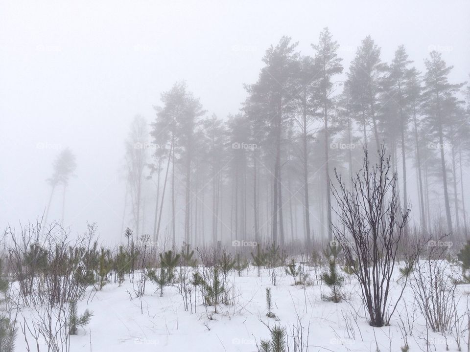 A foggy day