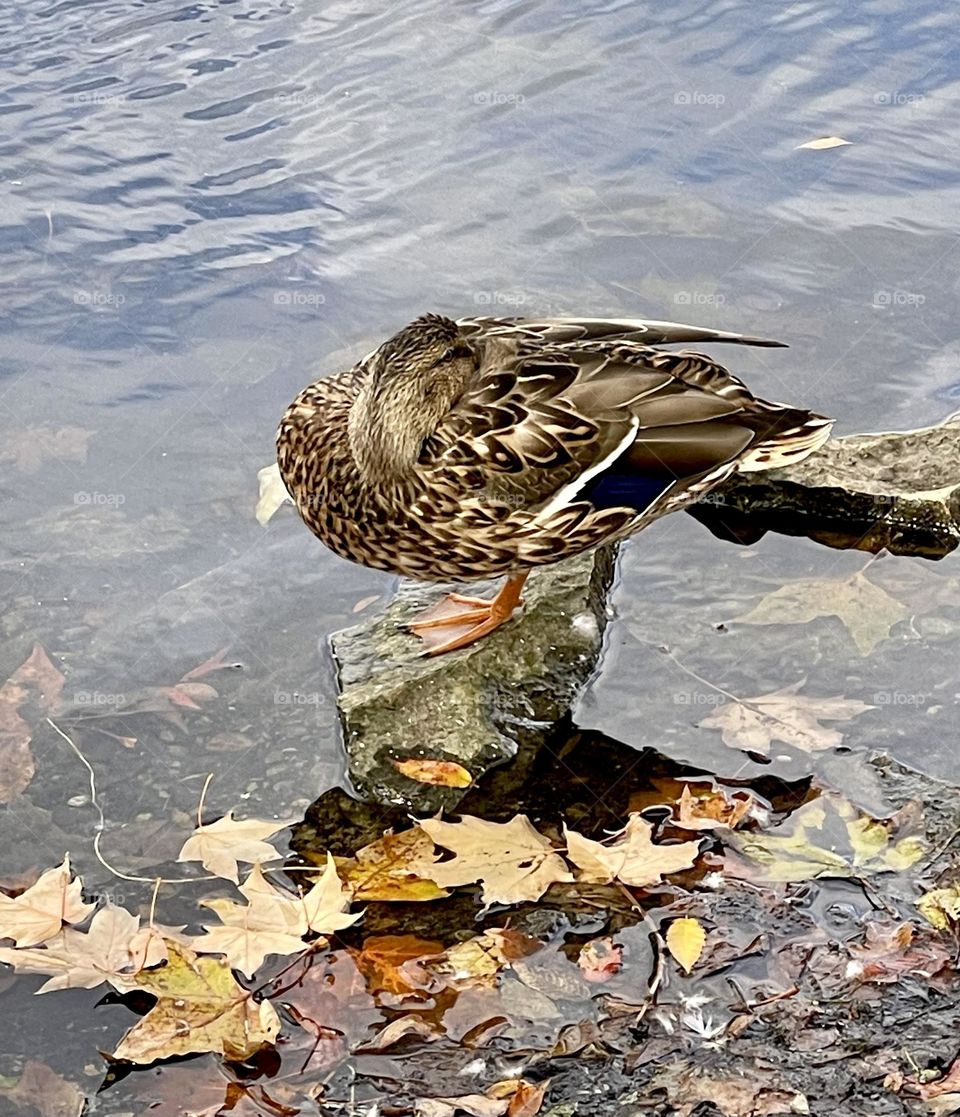 Sleeping duck reflections 