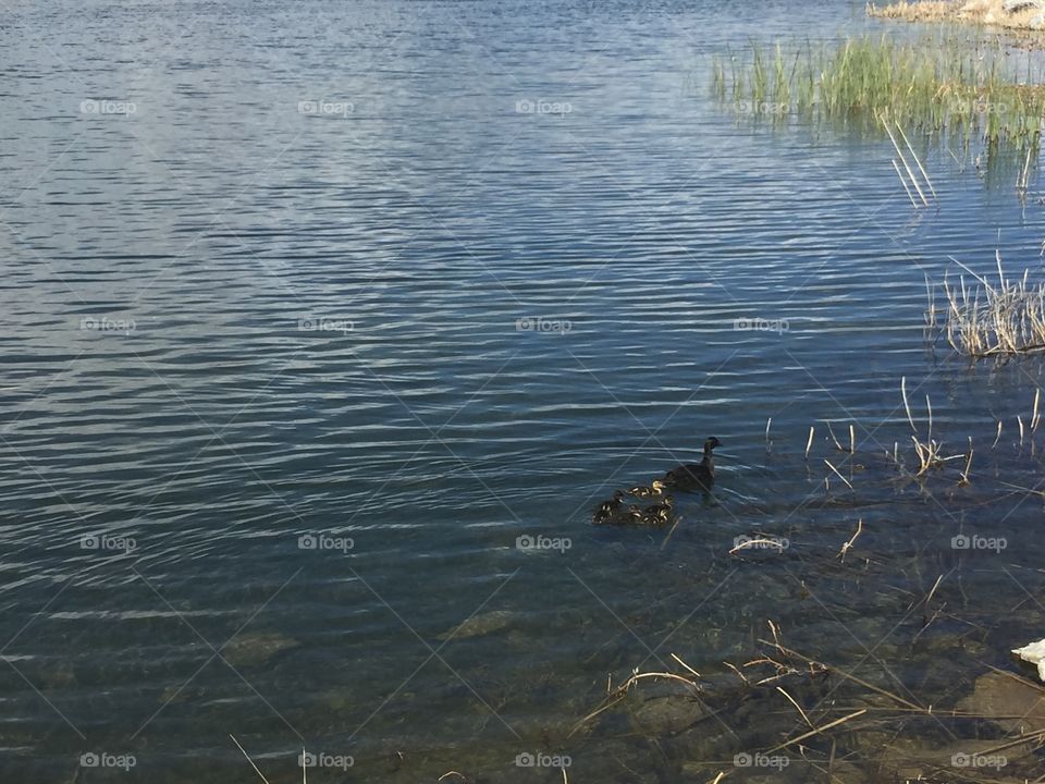 Baby Ducks and Mommy Ducks in Oquirrh Lake, in South Jordan-Daybreak, Utah. Copyright © CM Photography May 2019. 