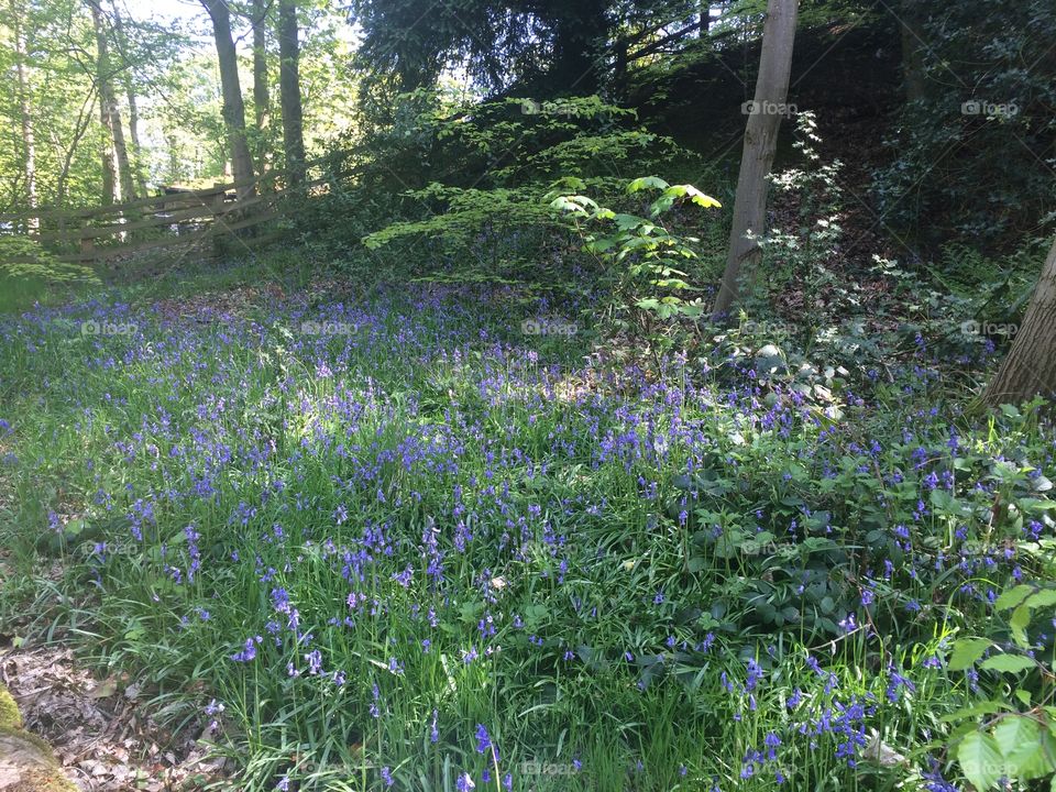 English bluebell woodland in spring 