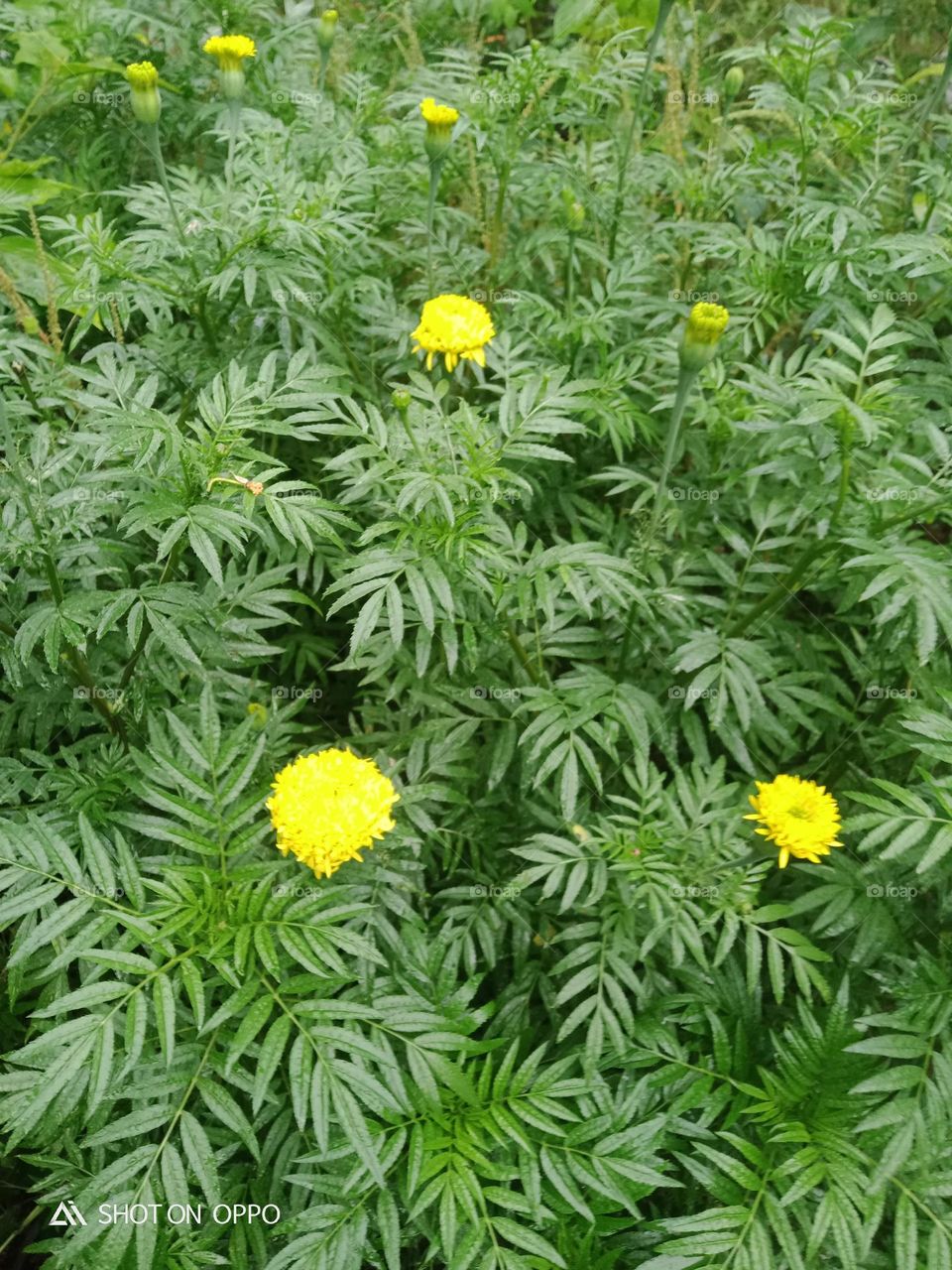 flower in plant yellow coller