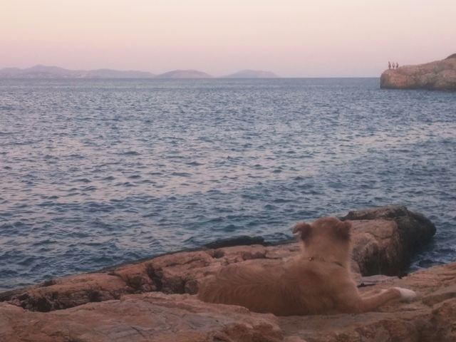 sunset dog