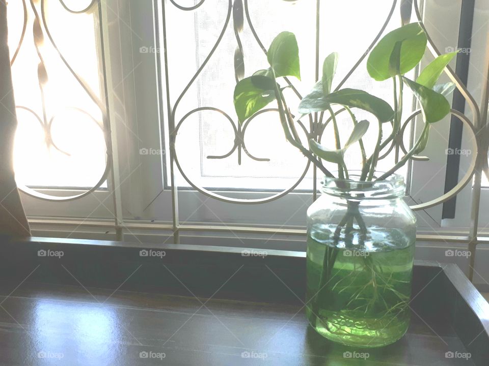 My plant, Golden Pothos